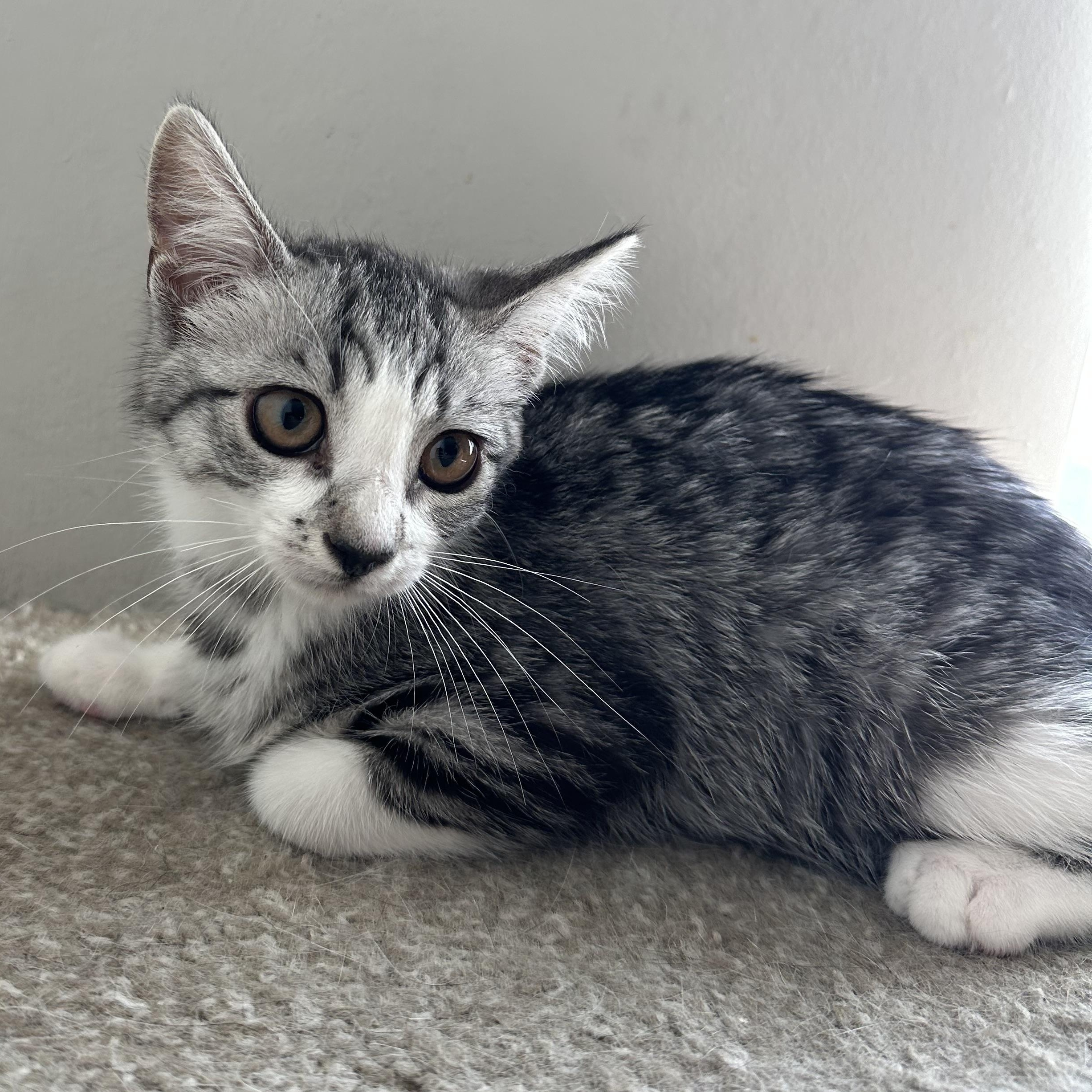 Meet Shallot This sweet girl is incredibly playful and energentic you can ofte