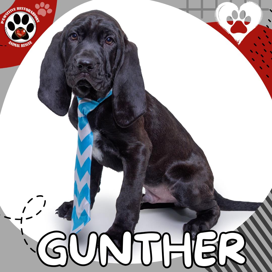 GUNTHER, Adopted, Puppy Male Bloodhound & Labrador Retriever.