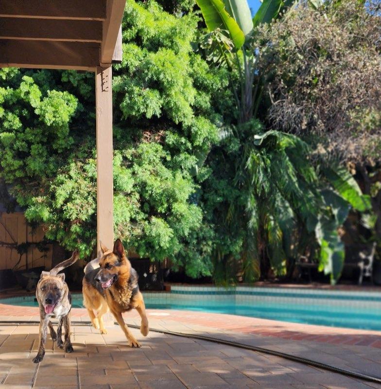 August, Adoptable, Adult Male German Shepherd Dog.