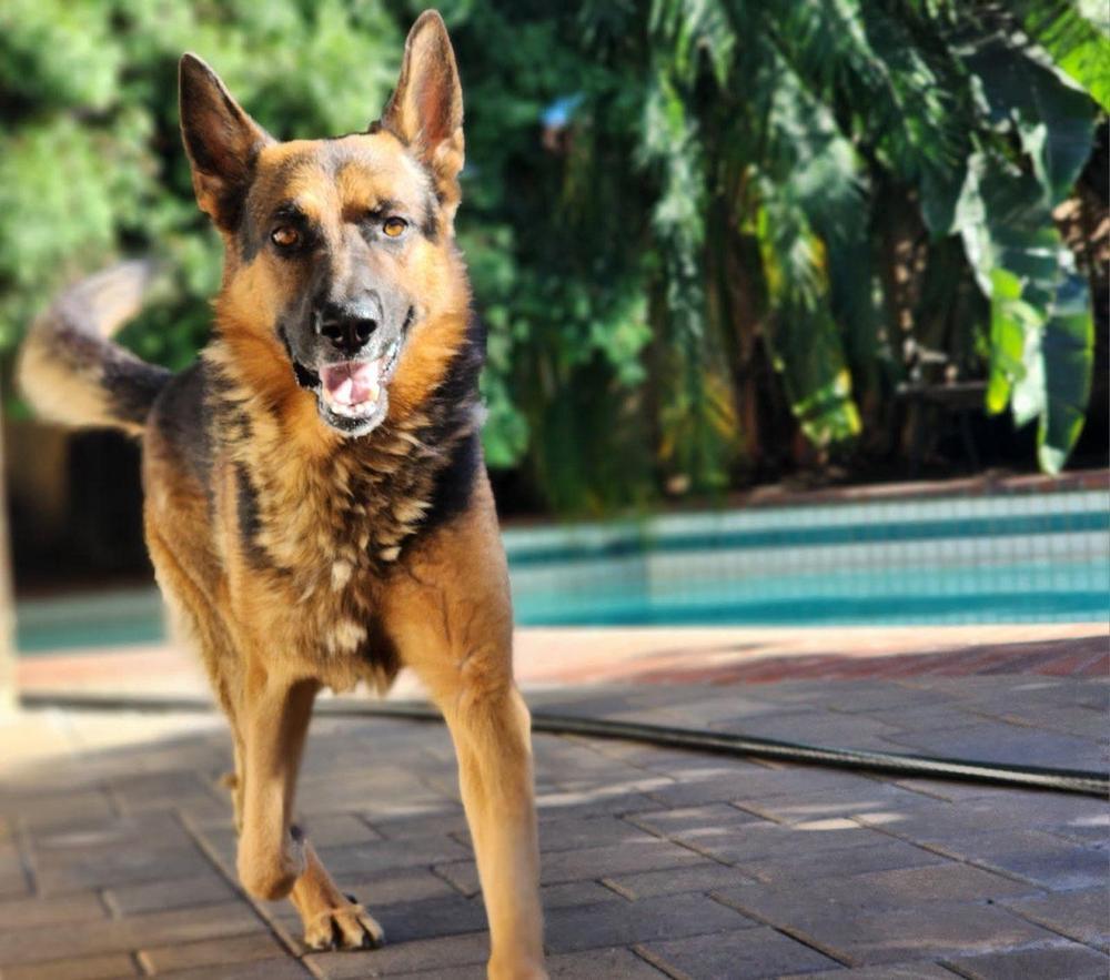 Enlarge August, a Adoptable German Shepherd Dog in Houston, TX image 2/4