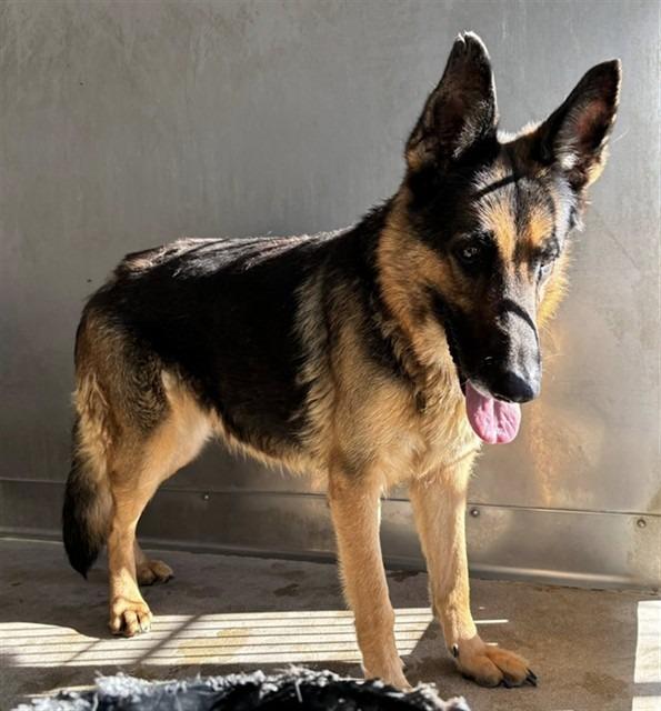 Enlarge August, a Adoptable German Shepherd Dog in Houston, TX image 3/4