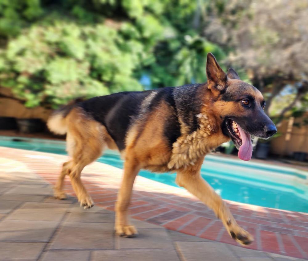 Enlarge August, a Adoptable German Shepherd Dog in Houston, TX image 4/4