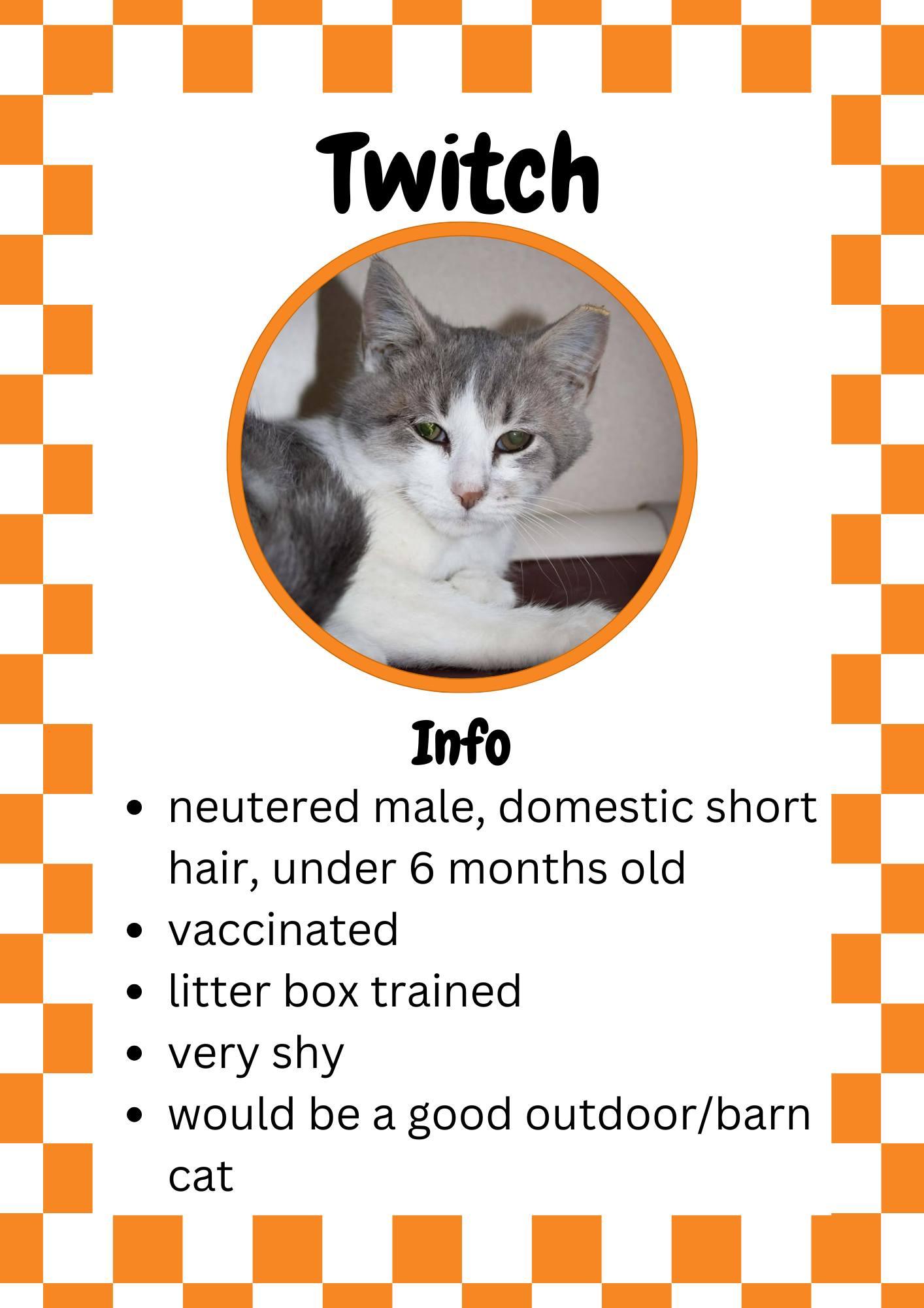 Enlarge Twitch, a ADOPTABLE Domestic Short Hair in Greensburg, IN image 1/1