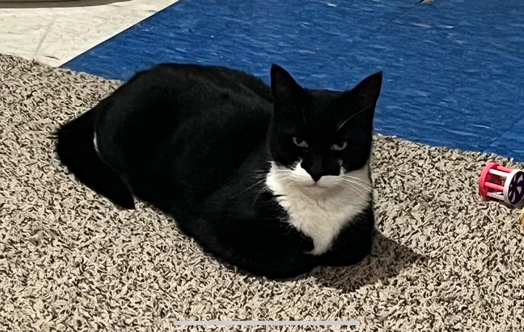 Enlarge Buddy, a ADOPTABLE Domestic Short Hair in Lansdowne, PA image 4/4