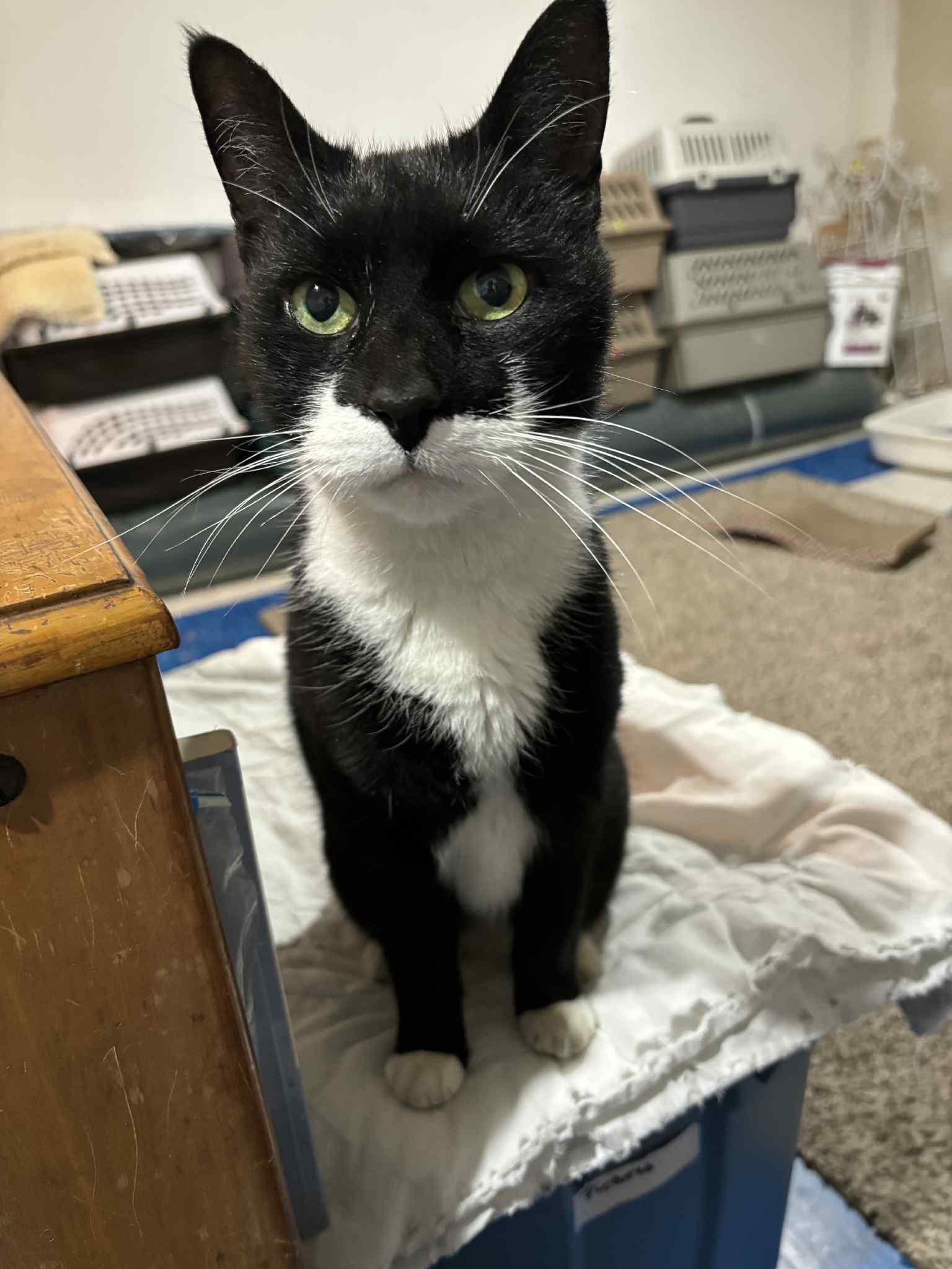 Buddy, ADOPTABLE, Adult Male Domestic Short Hair.