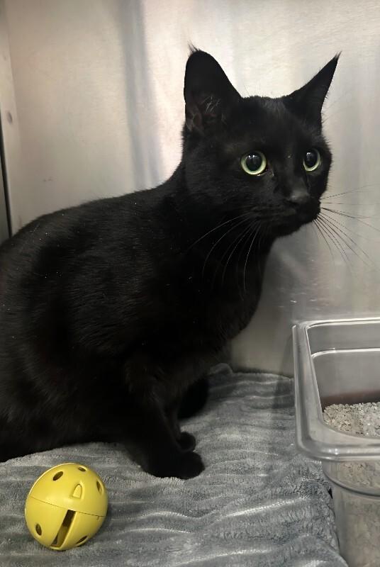 Enlarge Dental Assistant , an adoptable Domestic Short Hair in Saint Charles, MO image 1/1