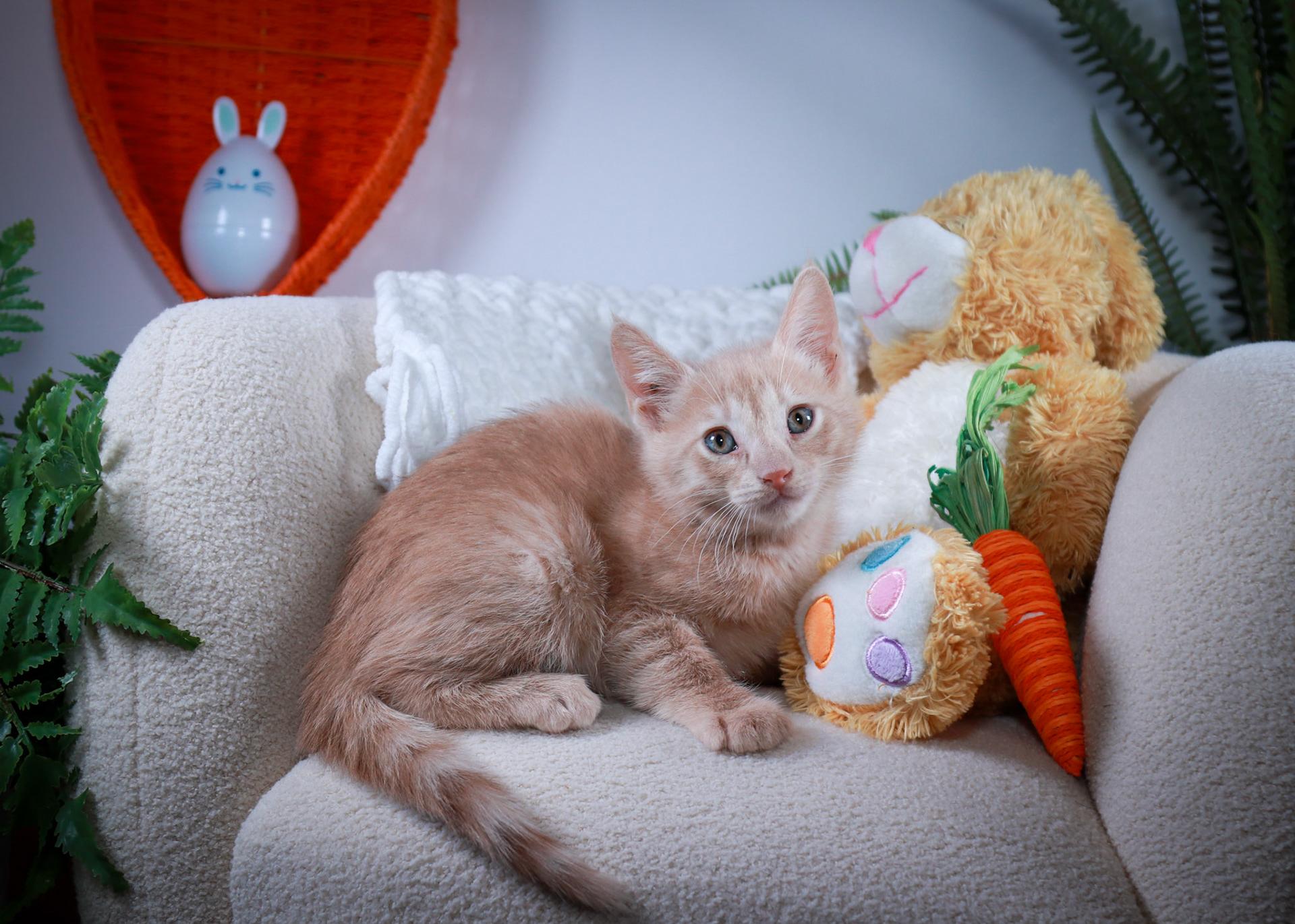 Enlarge Fawn, an adopted mixed breed in Parker, TX image 2/6