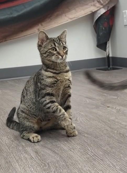 Groovy, Adopted, Young Female Domestic Short Hair.