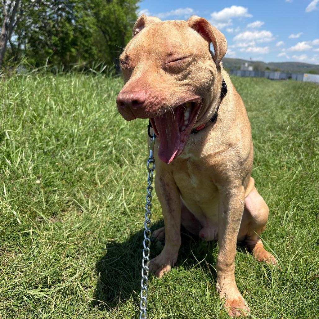 Wiley, Adoptable, Young Male Mixed Breed & Mixed Breed.