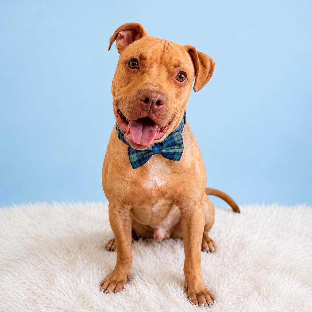 Wiley, a Adoptable mixed breed in Binghamton, NY image 2/4