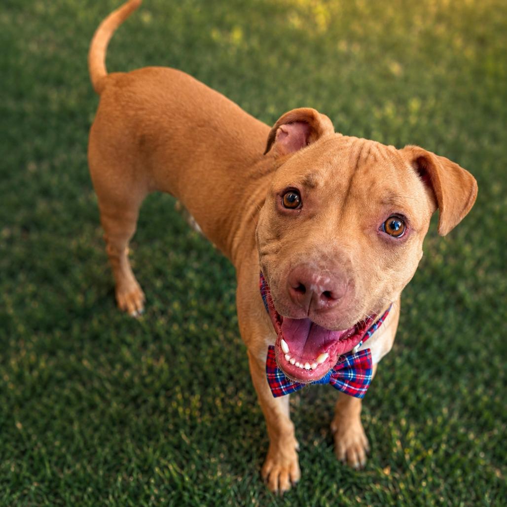 Wiley, a Adoptable mixed breed in Binghamton, NY image 3/4