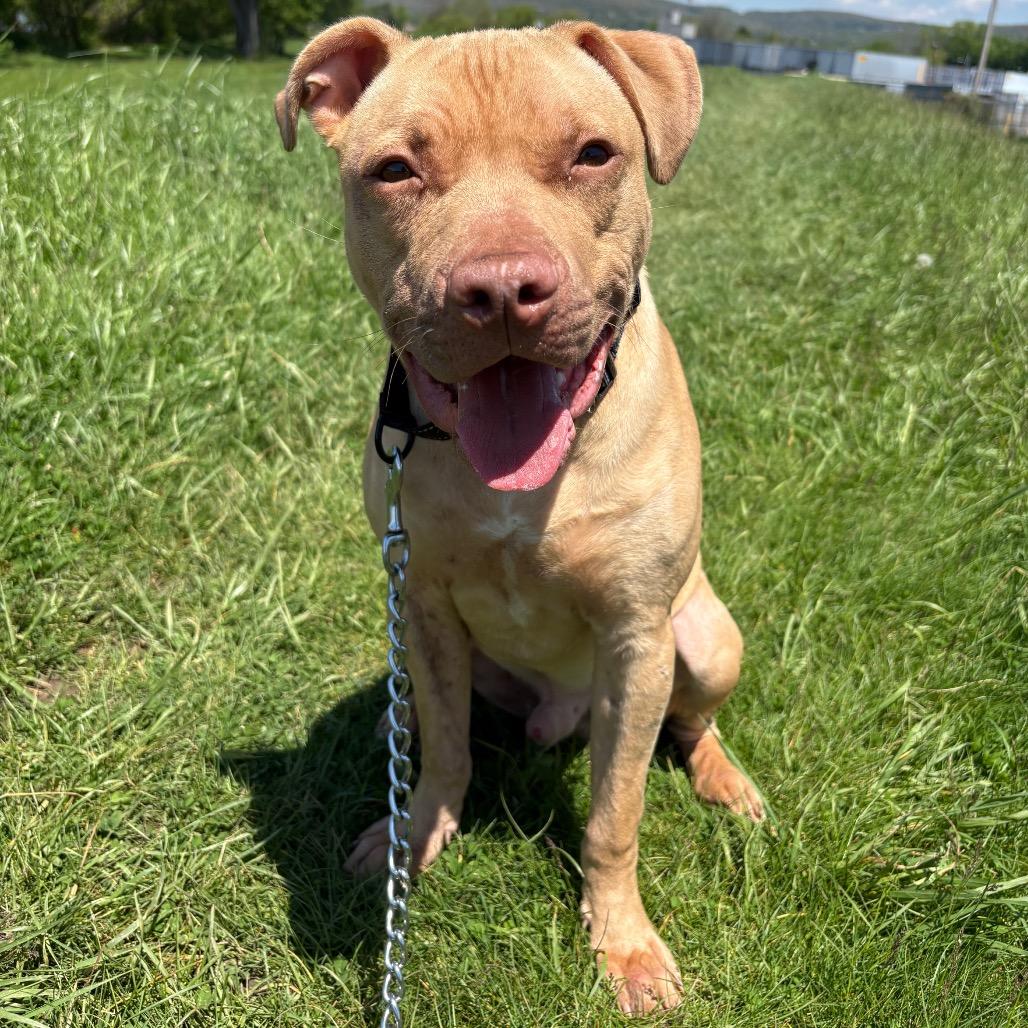 Wiley, a Adoptable mixed breed in Binghamton, NY image 4/4