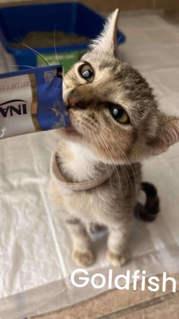 Goldfish, a Adoptable mixed breed in Corpus Christi, TX image 1/4