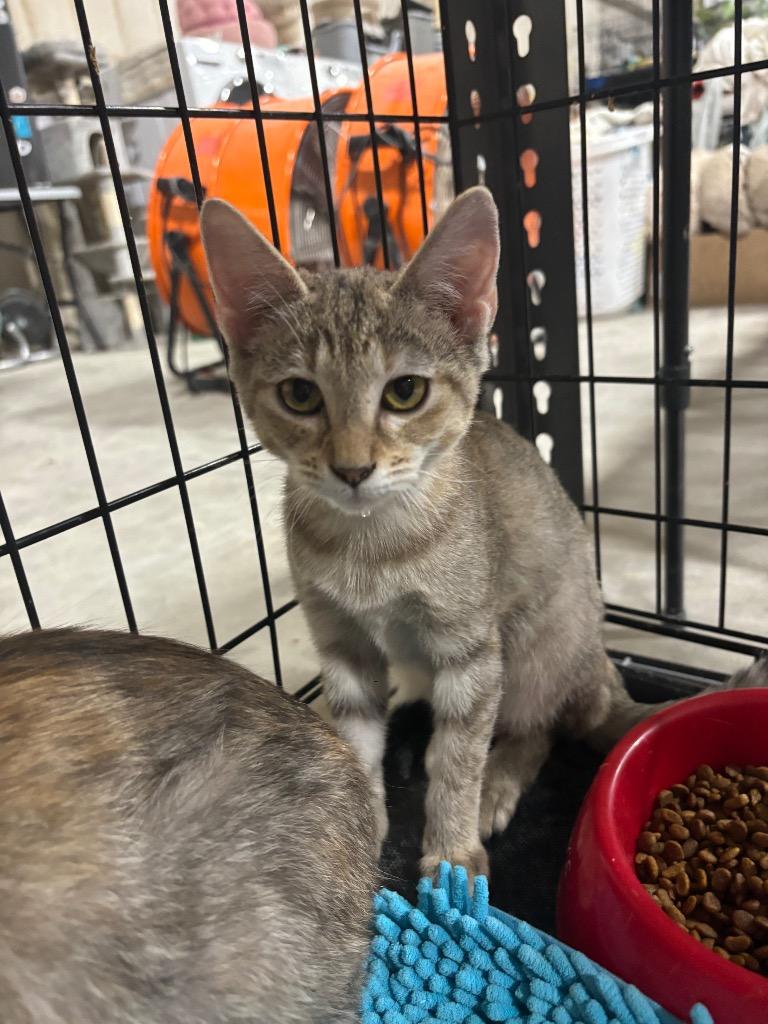 Enlarge Goldfish, a Adoptable mixed breed in Corpus Christi, TX image 2/4