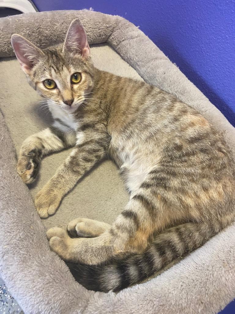 Goldfish, a Adoptable mixed breed in Corpus Christi, TX image 3/4