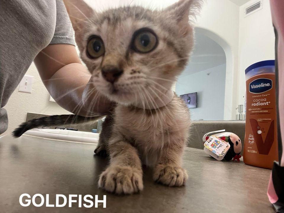 Goldfish, a Adoptable mixed breed in Corpus Christi, TX image 4/4