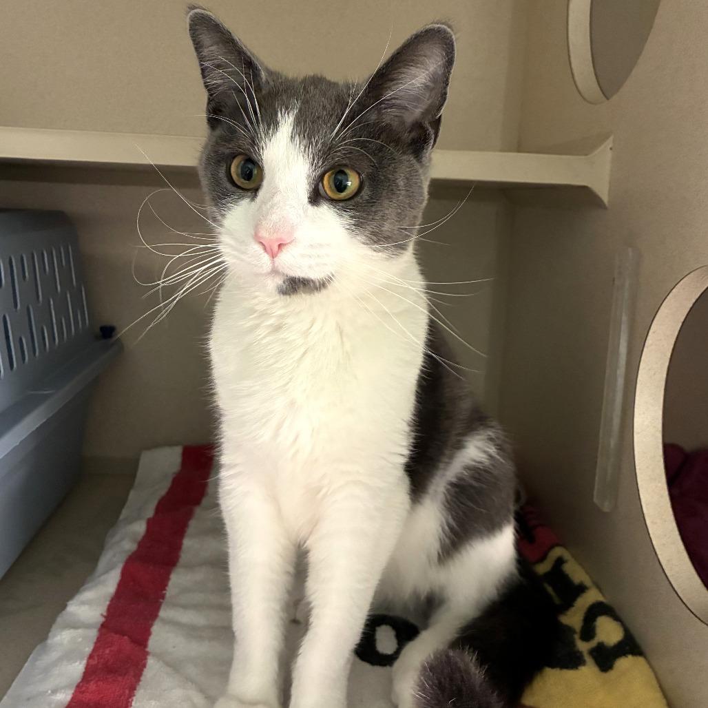 Tucker (c2025), Adoptable, Young Male Domestic Short Hair.