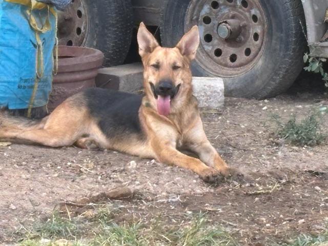 Enlarge Declan, an adopted mixed breed in Rockdale, TX image 2/2