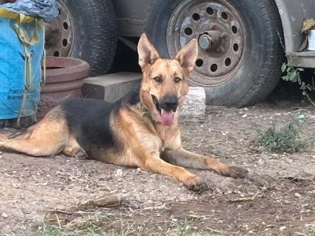 Declan, adopted, Adult Male German Shepherd Dog.