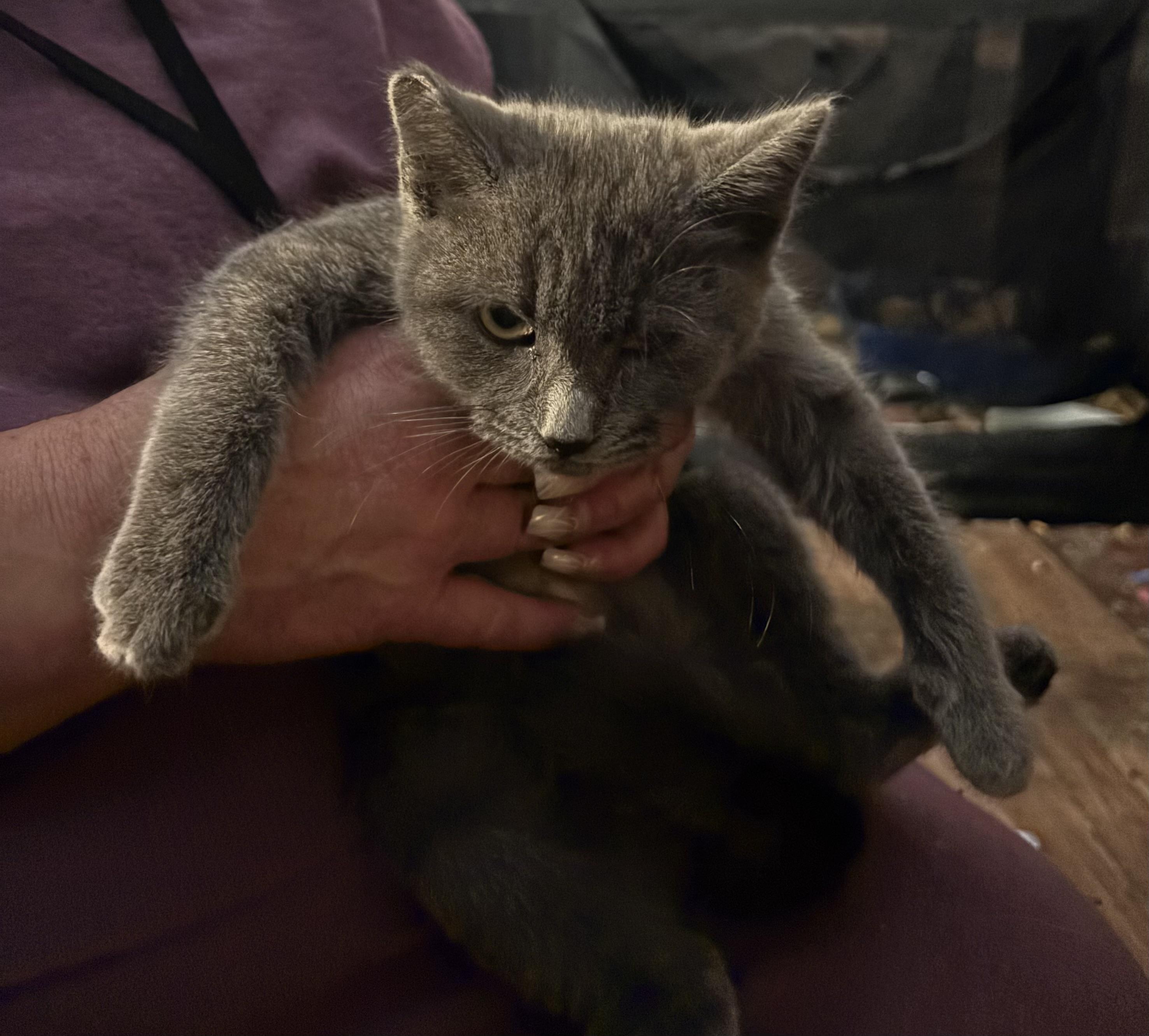 Enlarge Yuna, a ADOPTABLE mixed breed in Lancaster, CA image 1/4