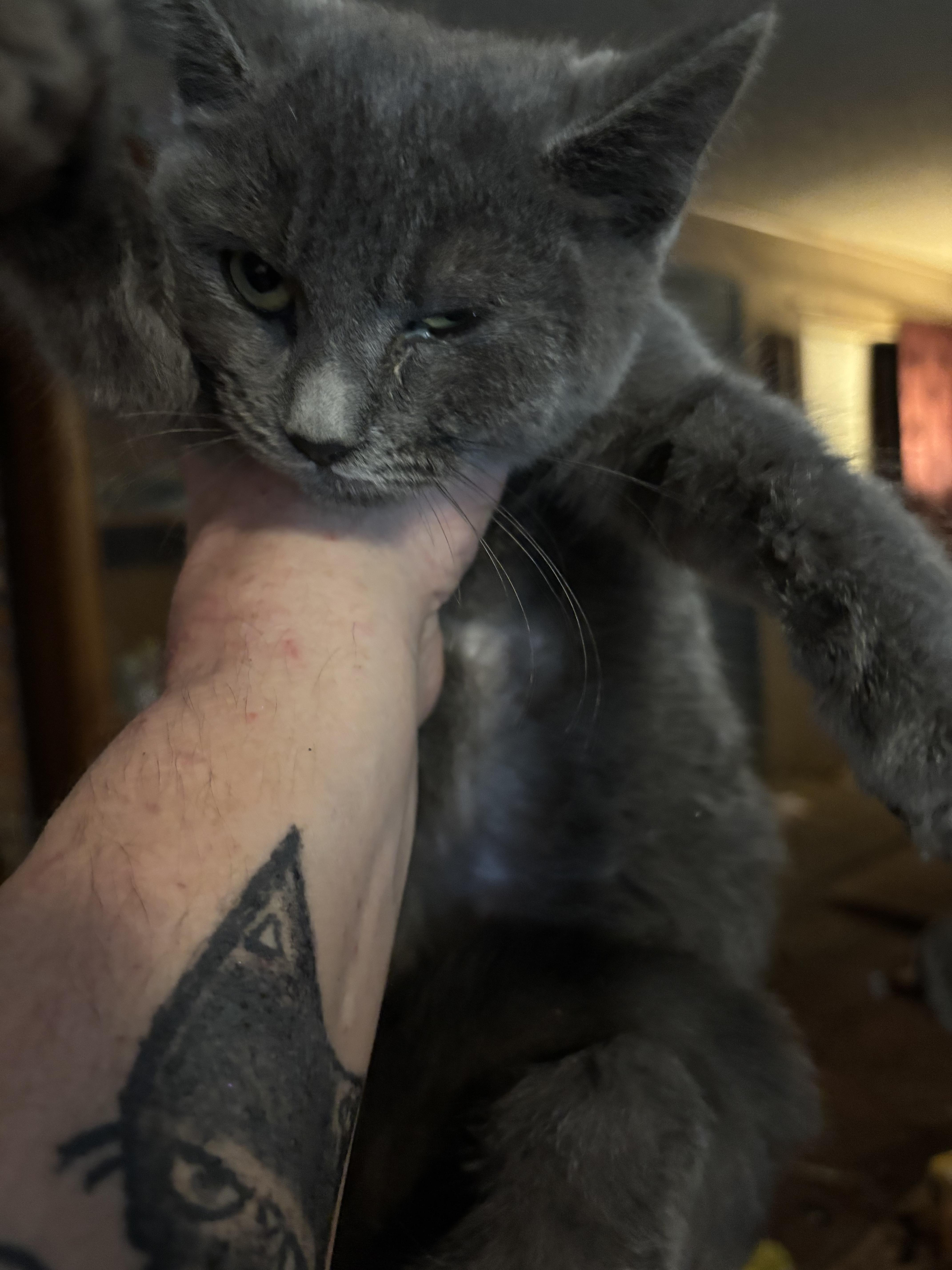 Enlarge Yuna, a ADOPTABLE mixed breed in Lancaster, CA image 3/4