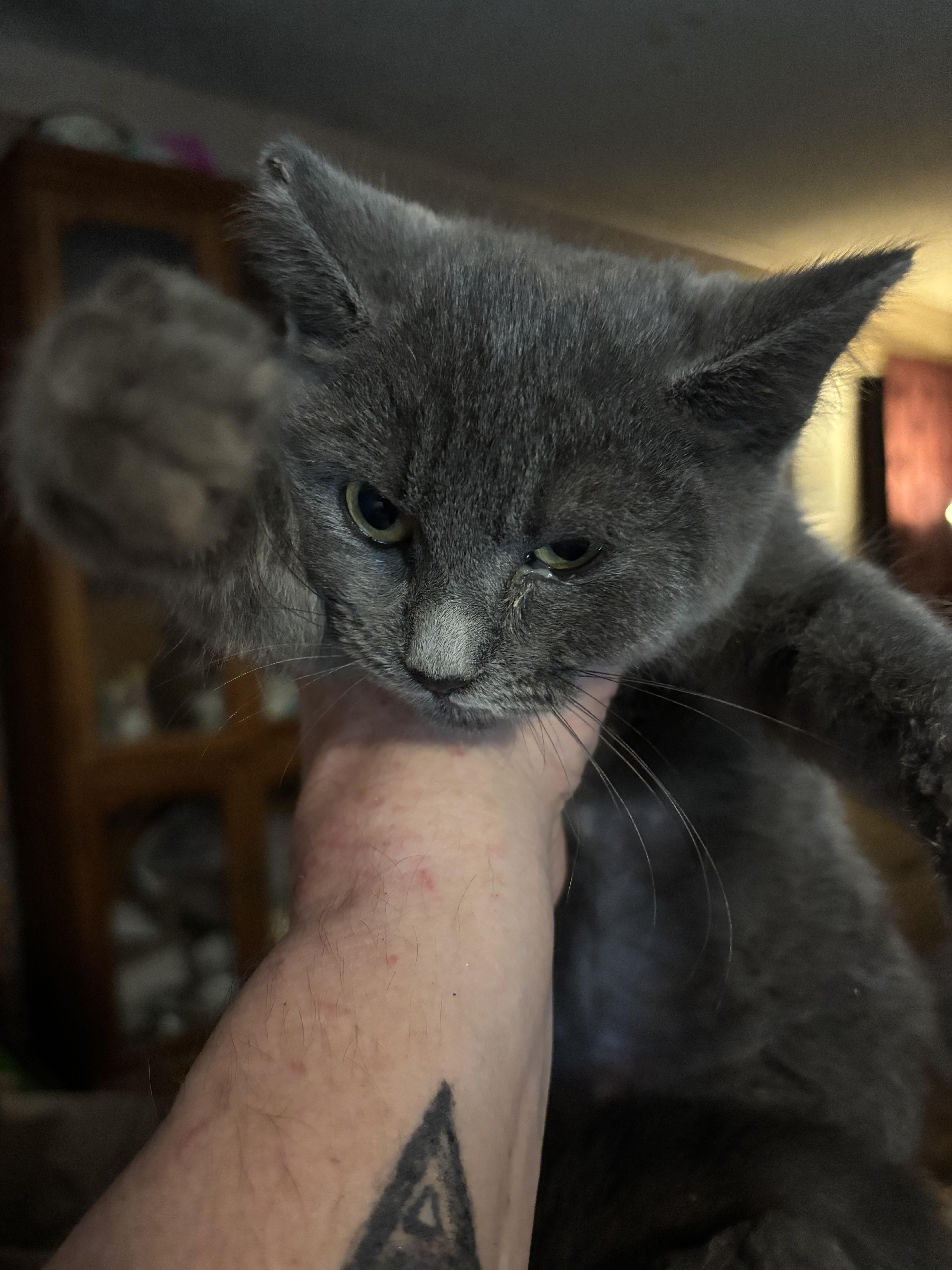 Enlarge Yuna, a ADOPTABLE mixed breed in Lancaster, CA image 2/4