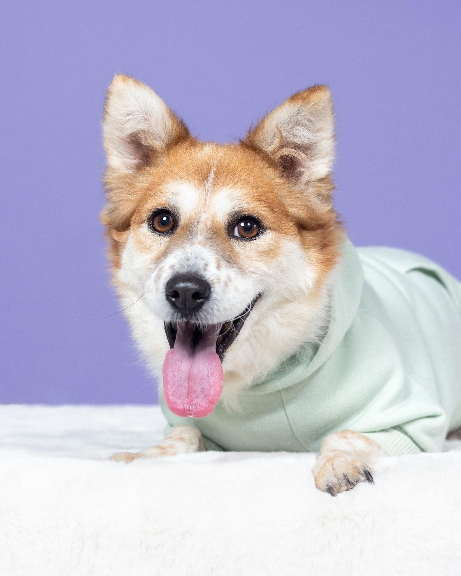 Enlarge Salsa, a Adopted mixed breed in los angeles, CA image 1/5