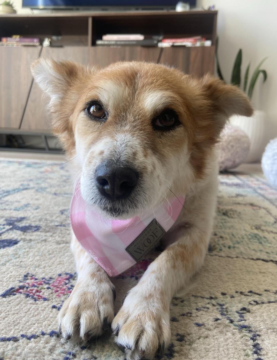 Enlarge Salsa, a Adopted mixed breed in los angeles, CA image 2/5