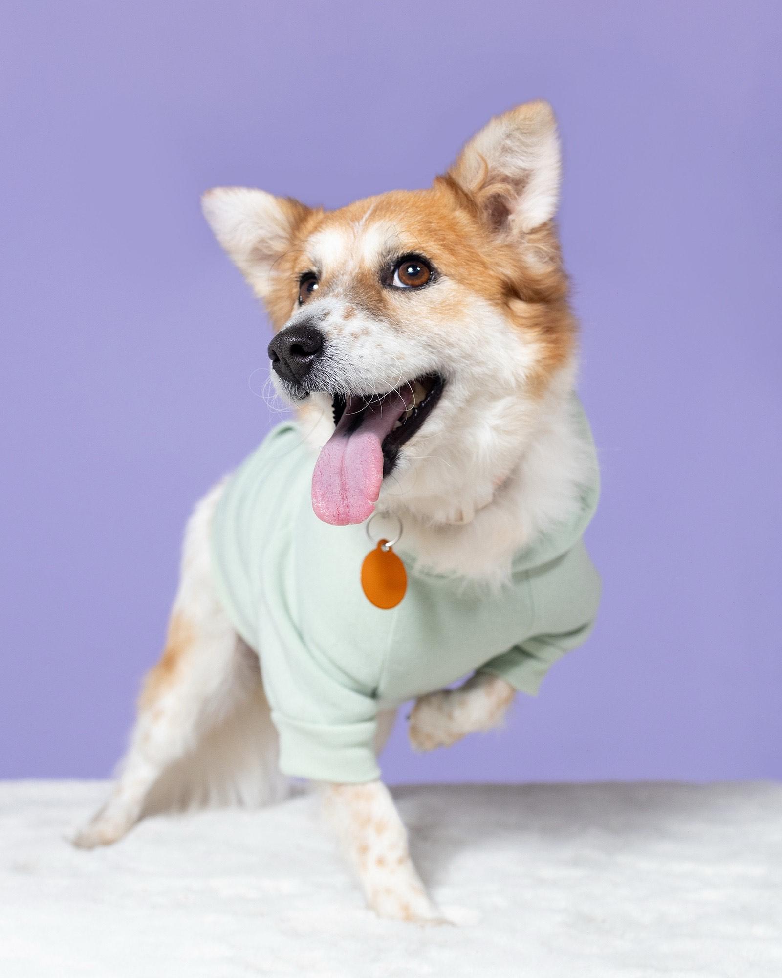 Enlarge Salsa, a Adopted mixed breed in los angeles, CA image 4/5