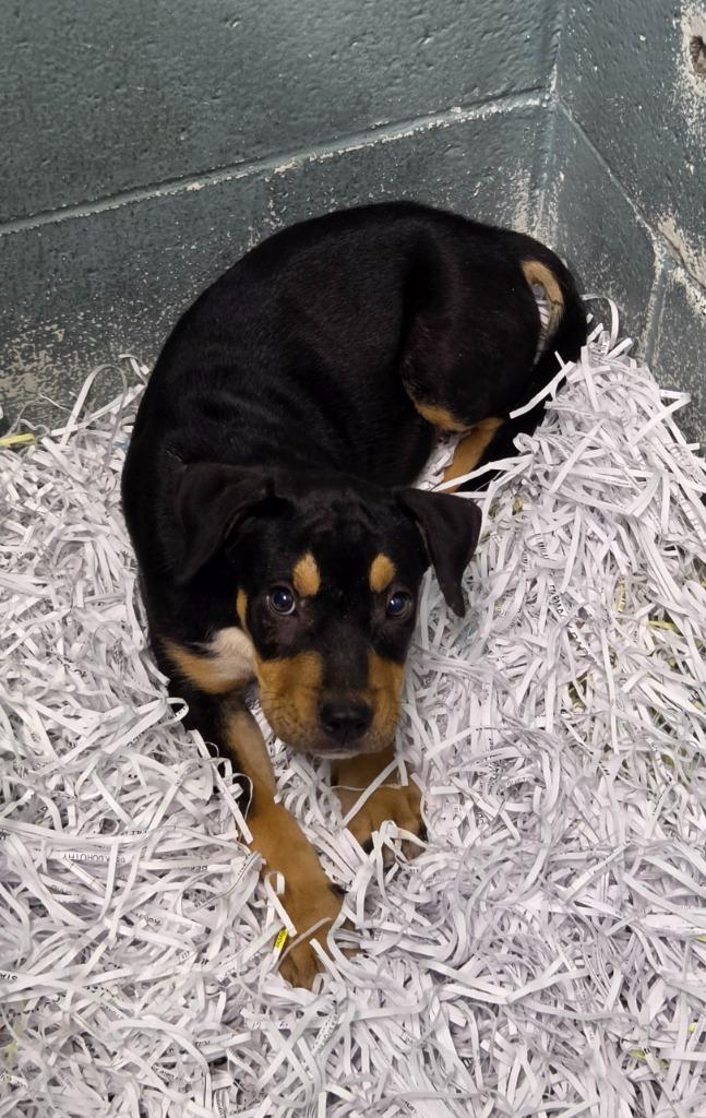 Rusty, Adoptable, Puppy Male Rottweiler & Mixed Breed.
