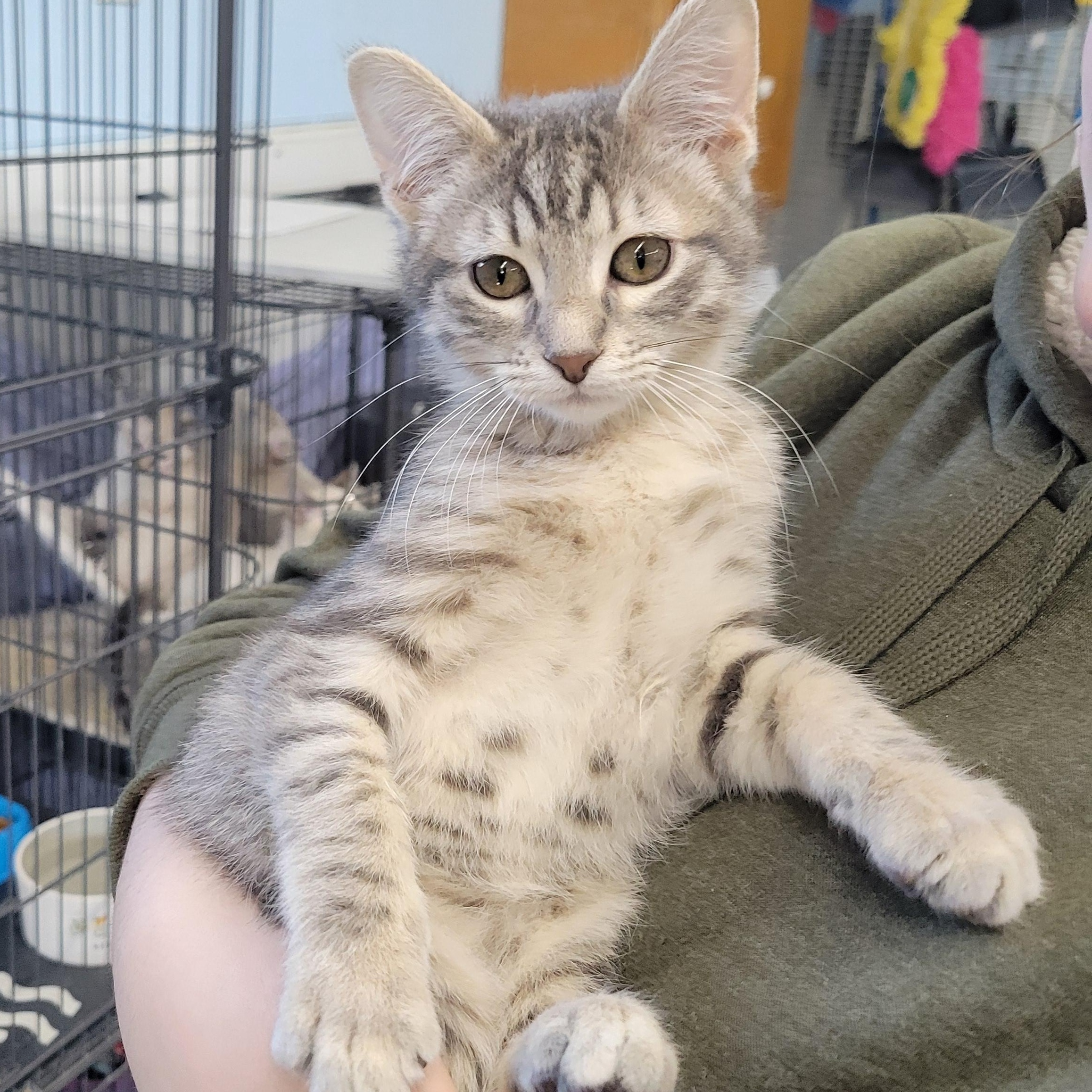 Enlarge Silver, an adopted Domestic Short Hair in Clarinda, IA image 3/3