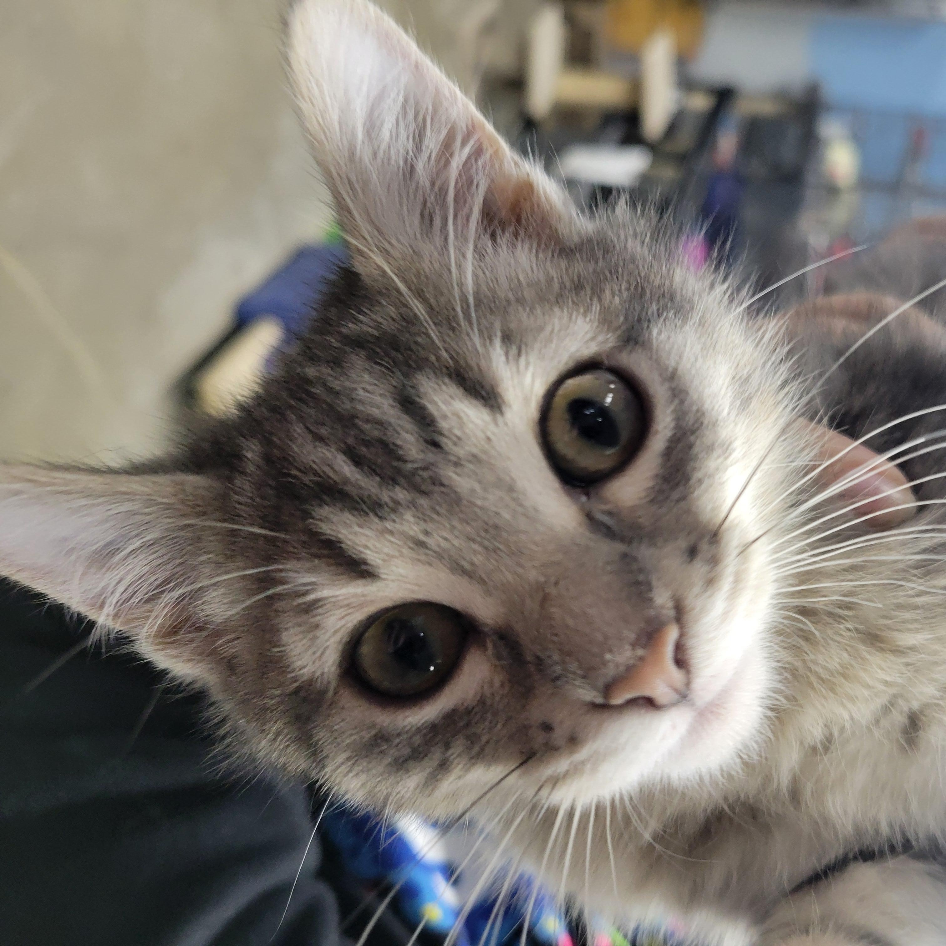 Enlarge Silver, an adopted Domestic Short Hair in Clarinda, IA image 2/3