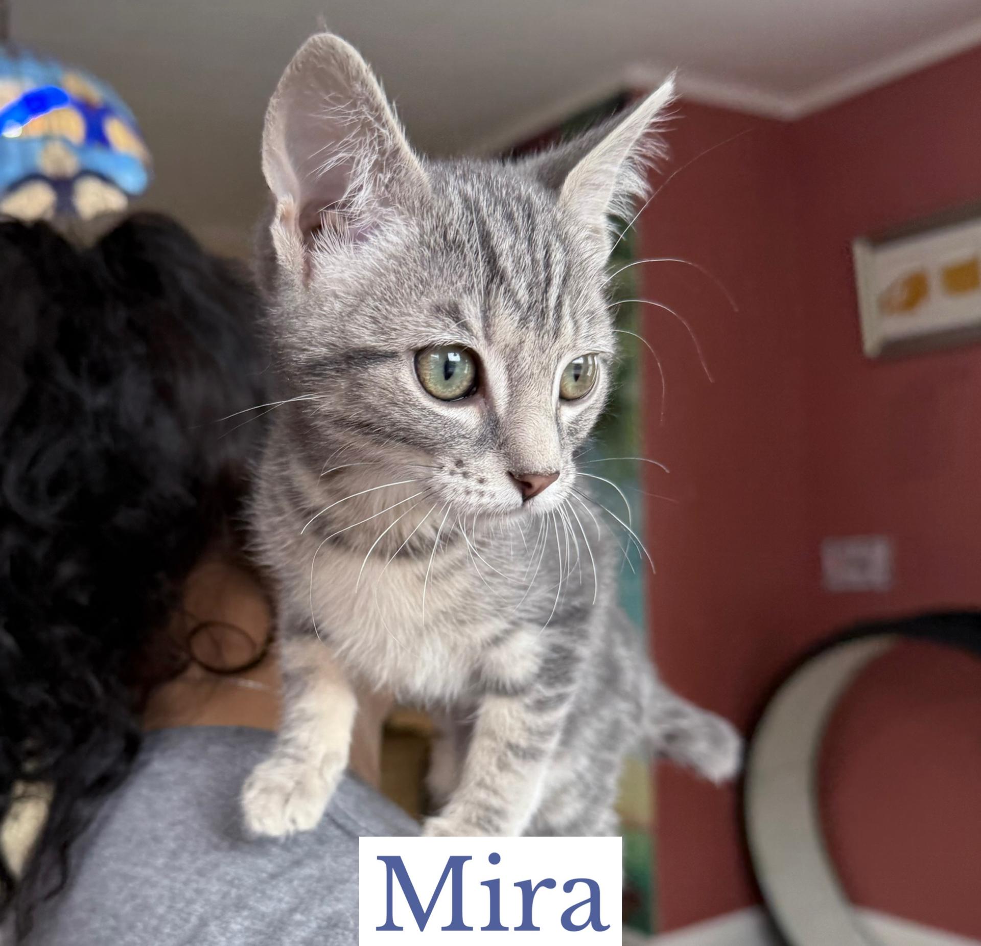 Enlarge Mira, an adopted Domestic Short Hair in Berkeley Springs, WV image 2/3