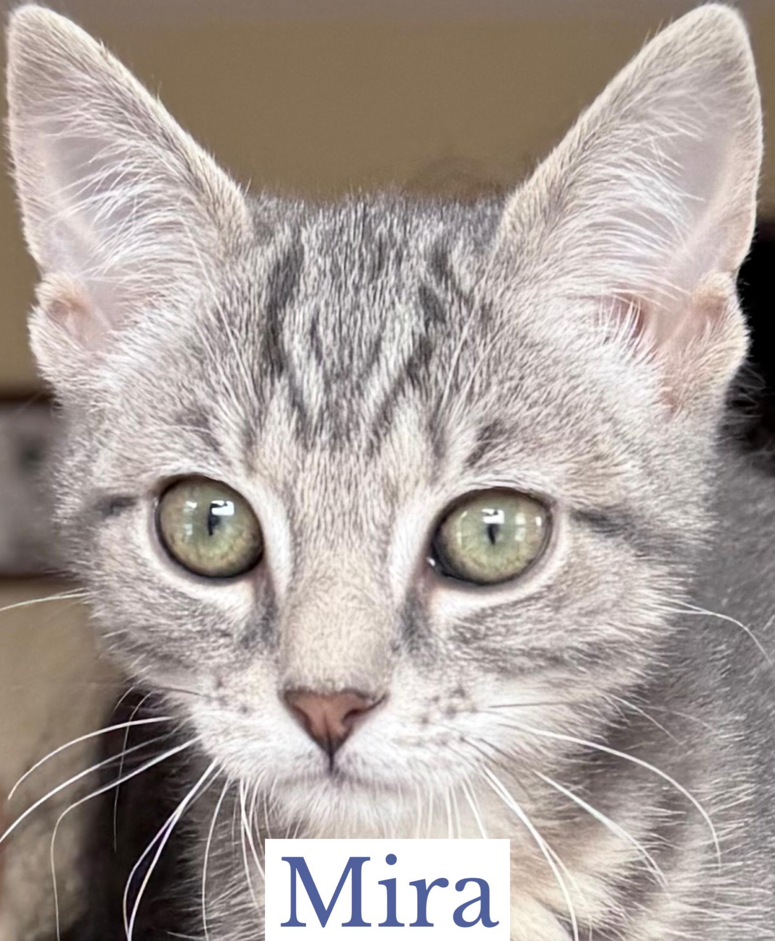 Enlarge Mira, an adopted Domestic Short Hair in Berkeley Springs, WV image 3/3