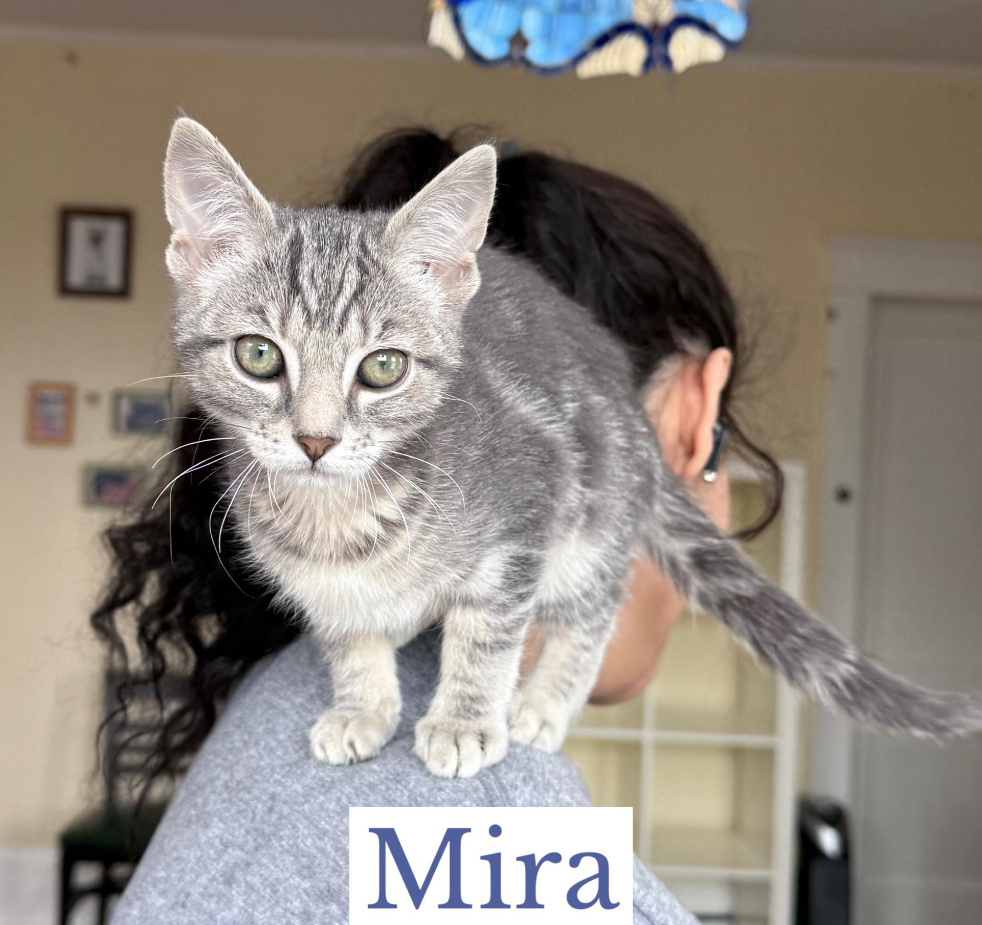 Enlarge Mira, an adopted Domestic Short Hair in Berkeley Springs, WV image 1/3
