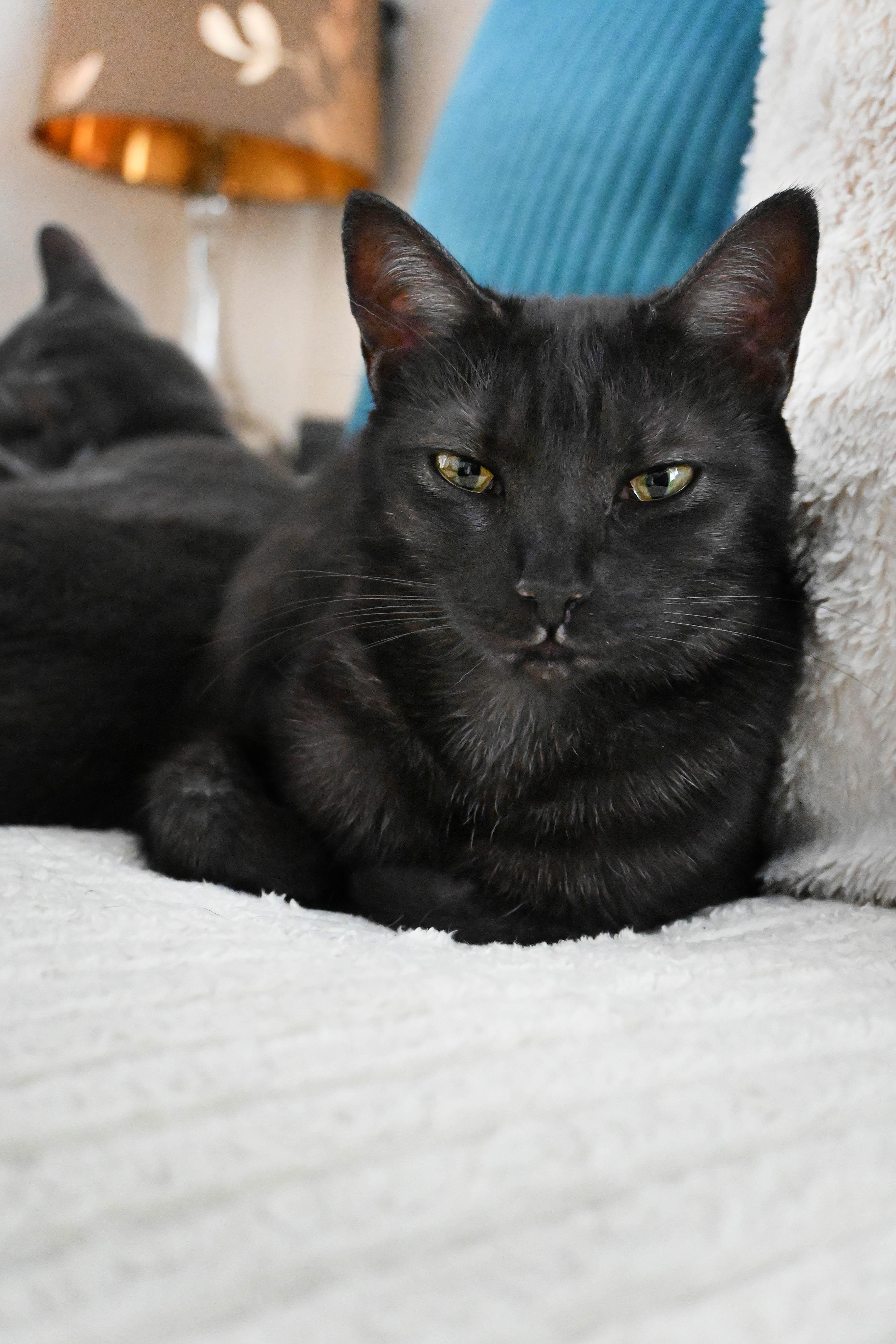 Jam, a Adoptable Domestic Short Hair in Orlando, FL image 1/6