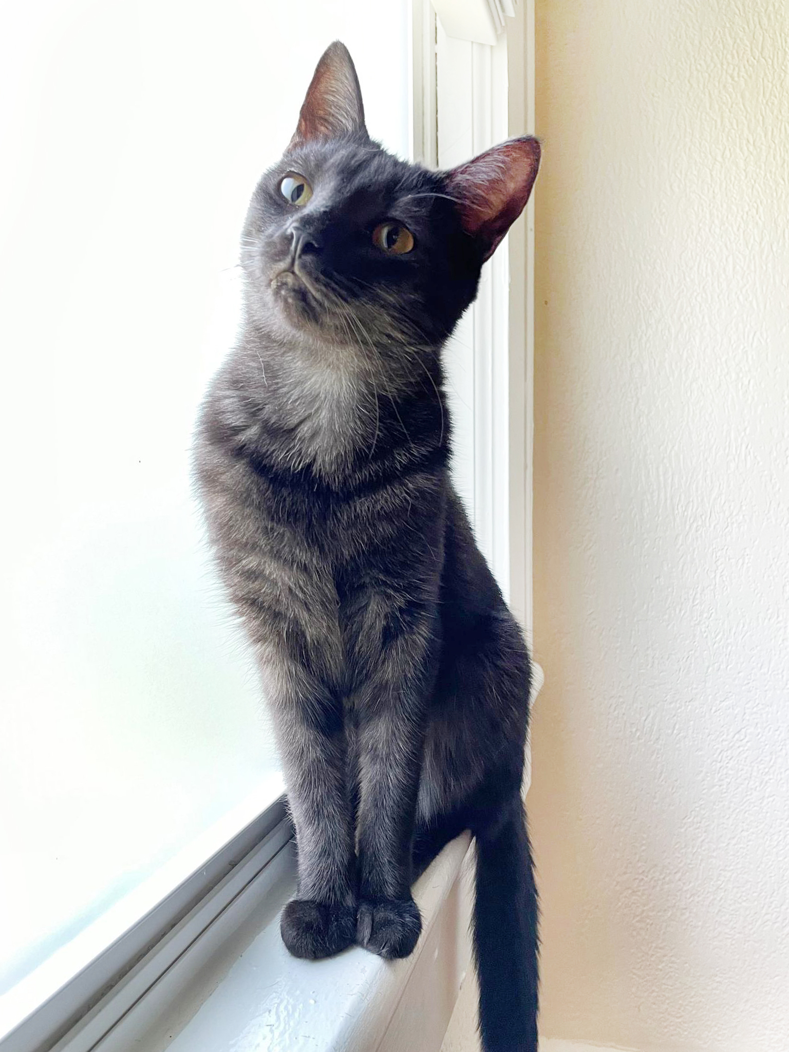 Jam, a Adoptable Domestic Short Hair in Orlando, FL image 4/6