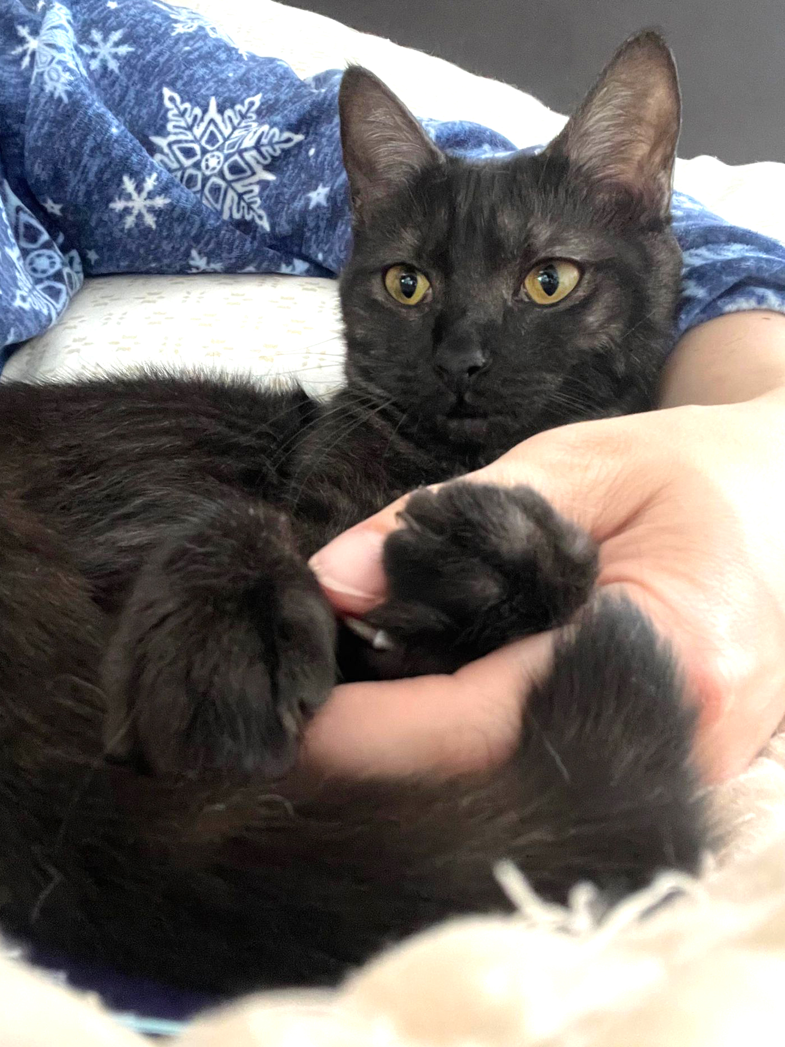 Jam, a Adoptable Domestic Short Hair in Orlando, FL image 5/6