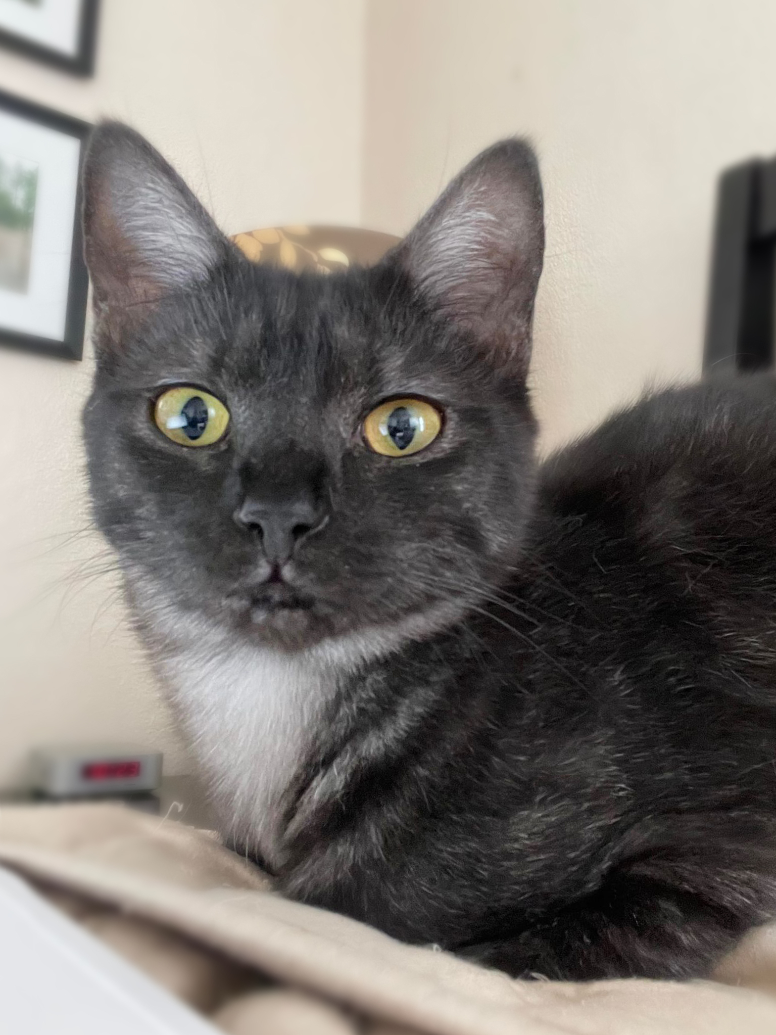Jam, a Adoptable Domestic Short Hair in Orlando, FL image 3/6