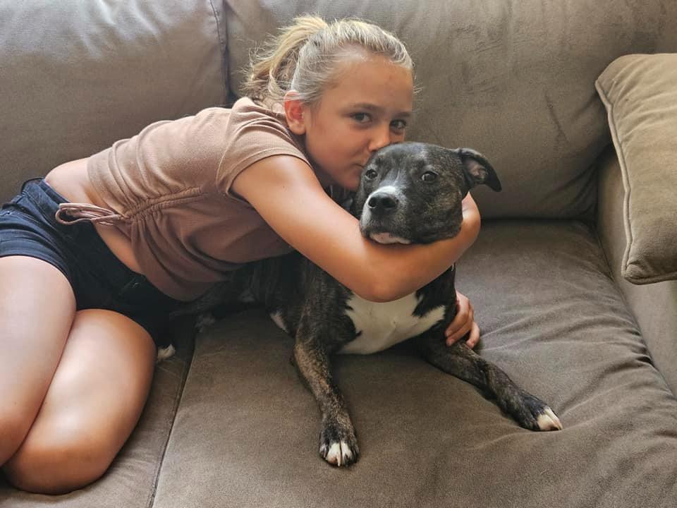 Paris, Adoptable, Adult Female Boxer & Hound.