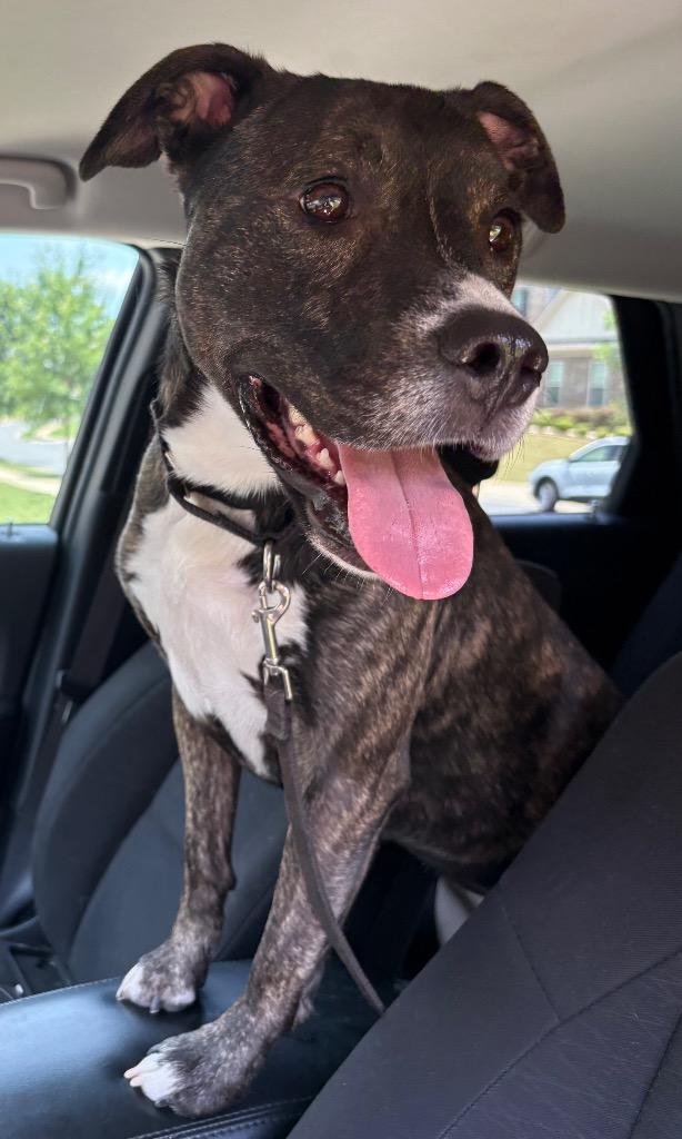 Enlarge Paris, a Adoptable mixed breed in Waxhaw, NC image 1/6