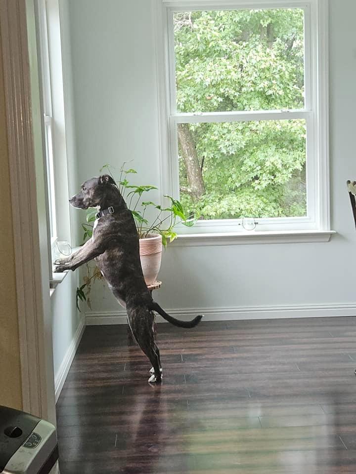 Enlarge Paris, a Adoptable mixed breed in Waxhaw, NC image 3/6