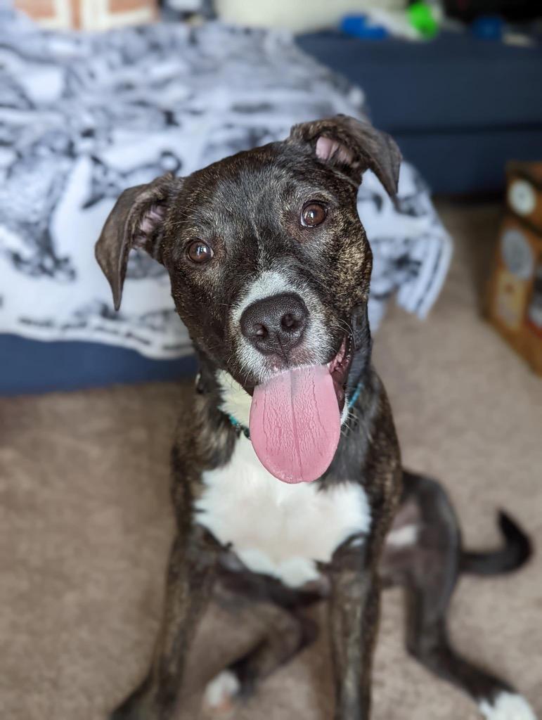 Paris, a Adoptable mixed breed in Waxhaw, NC image 1/6