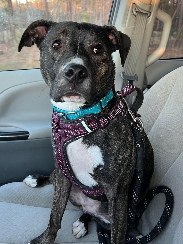 Paris, a Adoptable mixed breed in Waxhaw, NC image 2/6