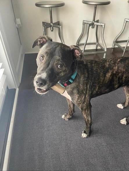 Enlarge Paris, a Adoptable mixed breed in Waxhaw, NC image 3/6