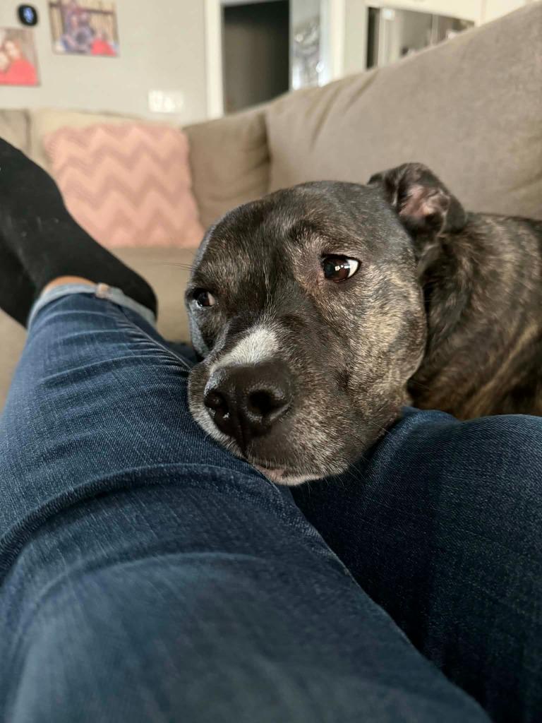 Enlarge Paris, a Adoptable mixed breed in Waxhaw, NC image 5/6