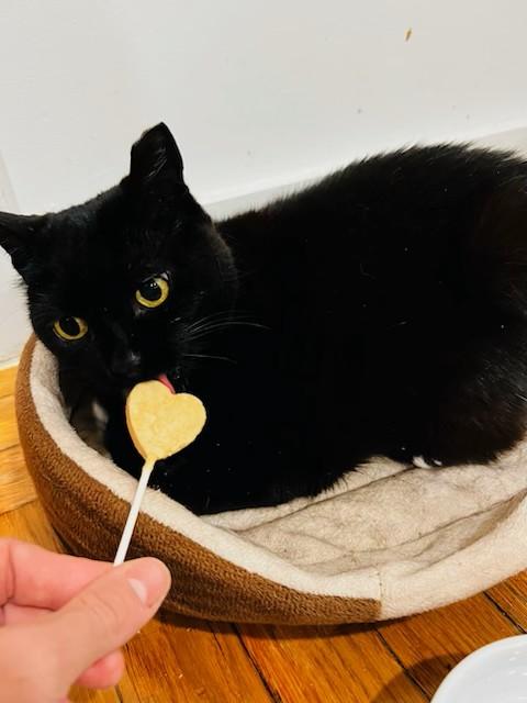 Tutulee (aka Tutu, Tuty Pie...), a Adoptable Domestic Short Hair in New York, NY image 5/6