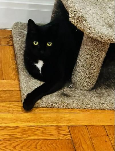 Tutulee (aka Tutu, Tuty Pie...), a Adoptable Domestic Short Hair in New York, NY image 2/6