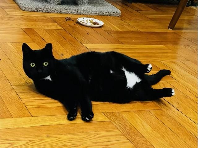 Tutulee (aka Tutu, Tuty Pie...), a Adoptable Domestic Short Hair in New York, NY image 4/6