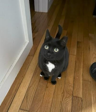 Tutulee (aka Tutu, Tuty Pie...), a Adoptable Domestic Short Hair in New York, NY image 1/6